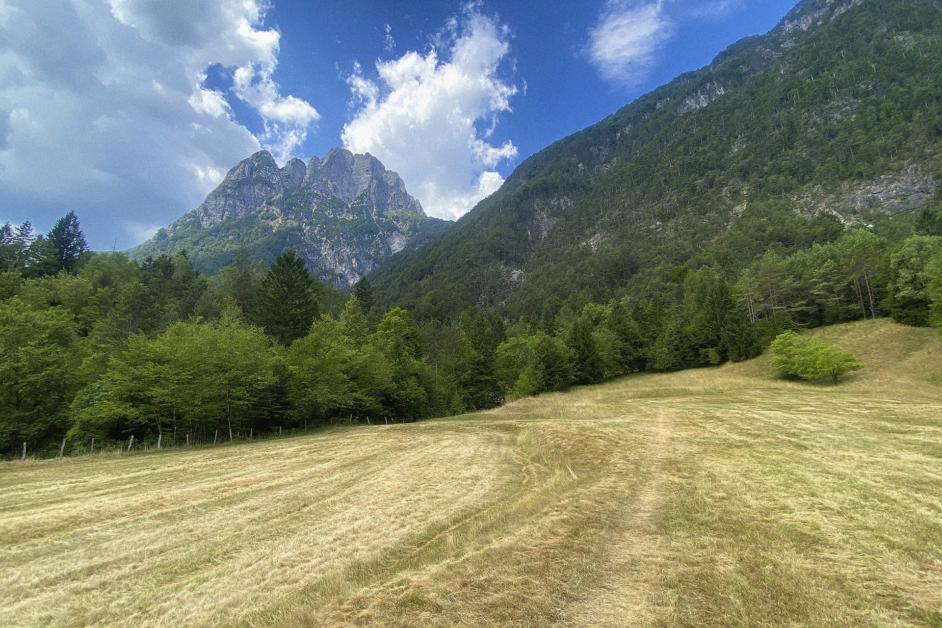 Meadow in Log pod Mangartom, 4 July 2025, photo by Neja Tomšič